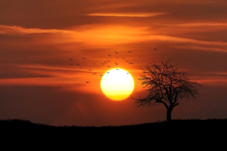 Birds over setting sun